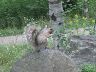 Montreal - Parcul Mont Royal