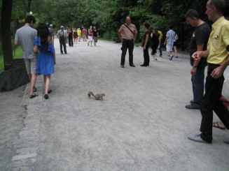 Montreal - Parcul Mont Royal
