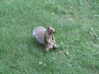 Montreal -  Parcul Mont Royal
