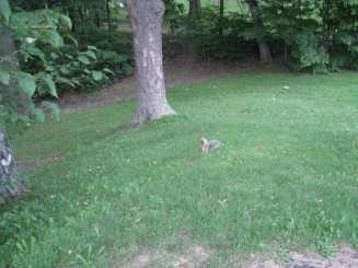 Montreal -  Parcul Mont Royal