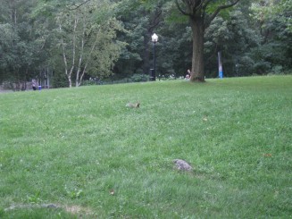 Montreal - Parcul Mont Royal