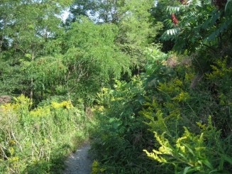 Montreal - Parcul Mont Royal