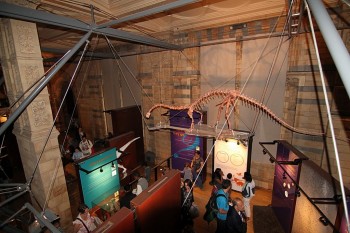 Dinozauri - zona albastra - Natural History Museum