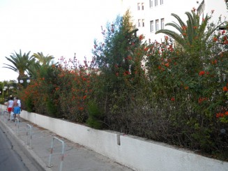 Nissi Beach (Agia Napa) - Cipru