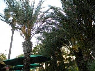 Nissi Beach (Agia Napa) - Cipru