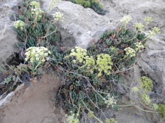 Capul Gkreko,  în apropiere de Agia Napa - Cipru