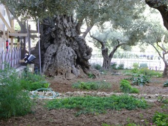 Gradina Ghetsimani - Ierusalim