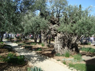 Gradina Ghetsimani - Ierusalim