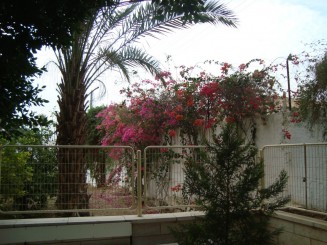 Biserica Sfantul Elisei şi Dudul lui Zaheu- Ierihon (Palestina)