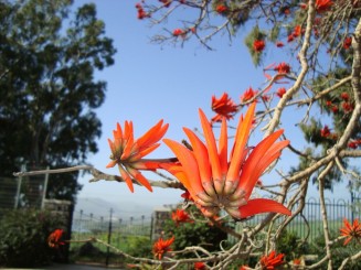 Biserica de pe Muntele Fericirilor - Israel