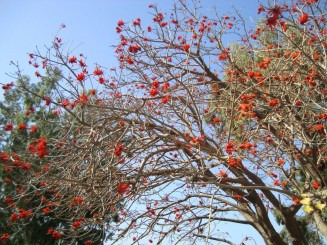 Biserica de pe Muntele Fericirilor - Israel