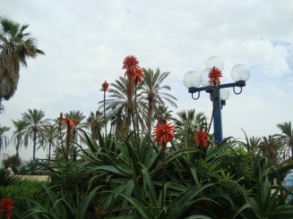 Old Jaffa - Tel Aviv (Israel)
