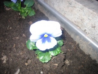 Piata Mica - Maly Rynek