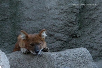 Gradina zoologica (minimum 5 ore ptr a vizita tot!!)