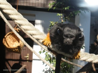 Gradina zoologica (minimum 5 ore ptr a vizita tot!!)