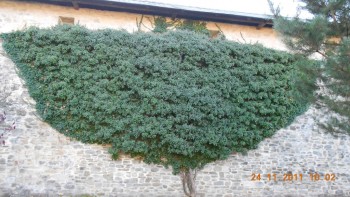 Manastirea Sucevita-iedera pe zidul manastirii