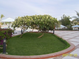 Hotel Melia Pharaoh - Hurghada