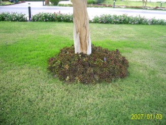 Hotel Melia Pharaoh - Hurghada