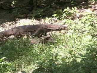 Phi Phi Islands - Thailanda