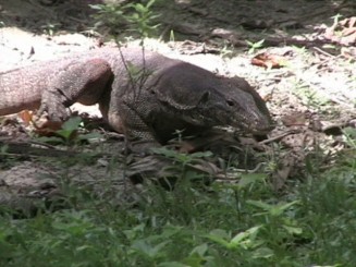 Phi Phi Islands - Thailanda