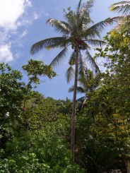 Phi Phi Islands - Thailanda