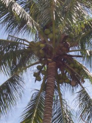 Phi Phi Islands - Thailanda