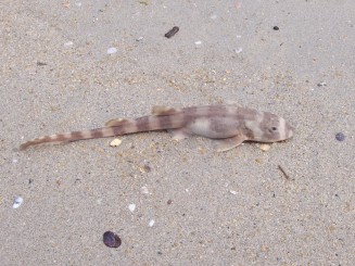 Phi Phi Islands - Thailanda