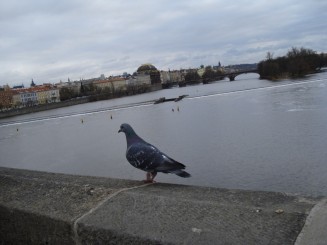 Praga - raul Vltava vazut de pe  Podul Carol