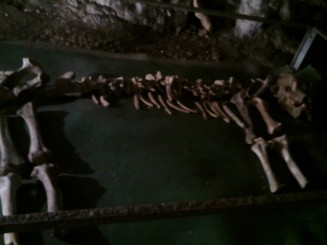 Scheletul ursului de caverna.