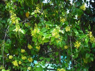 Flori