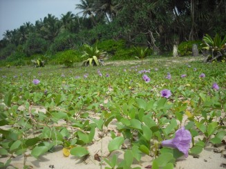 Covor de flori pe plaja
