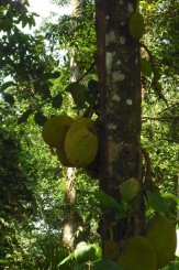 Jachfrucht