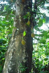 Jachfrucht