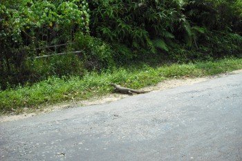 Un Varan