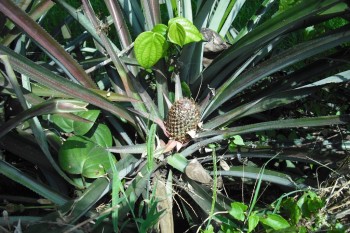 Ananas