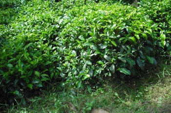 Scortisoara