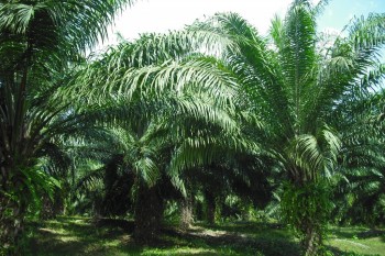 Plantatii de Plamieri