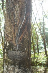 Colectarea cauciucului