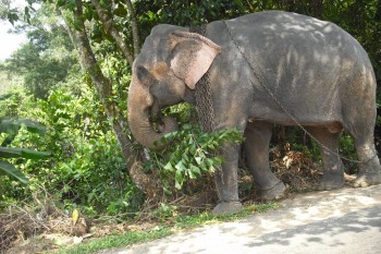 Elefant in trafic