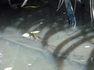 Crocodil in Bentota