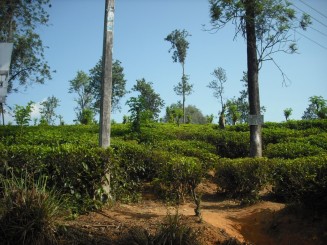 Plantatie de ceai