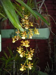 Orhideea -Dans