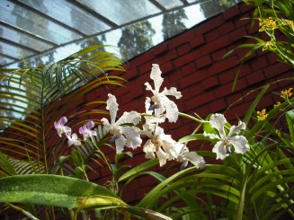 Orhidee