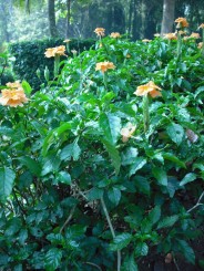 Gradina Botanica