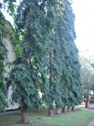 Gradina Botanica