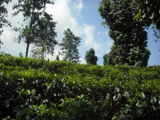 Plantatia de ceai