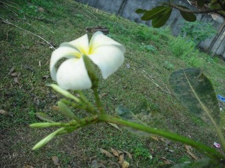 Flori