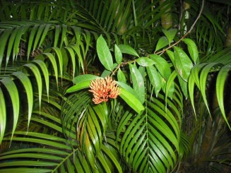 Flori