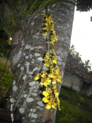 Orhidee