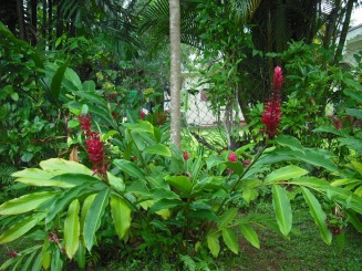 Flori